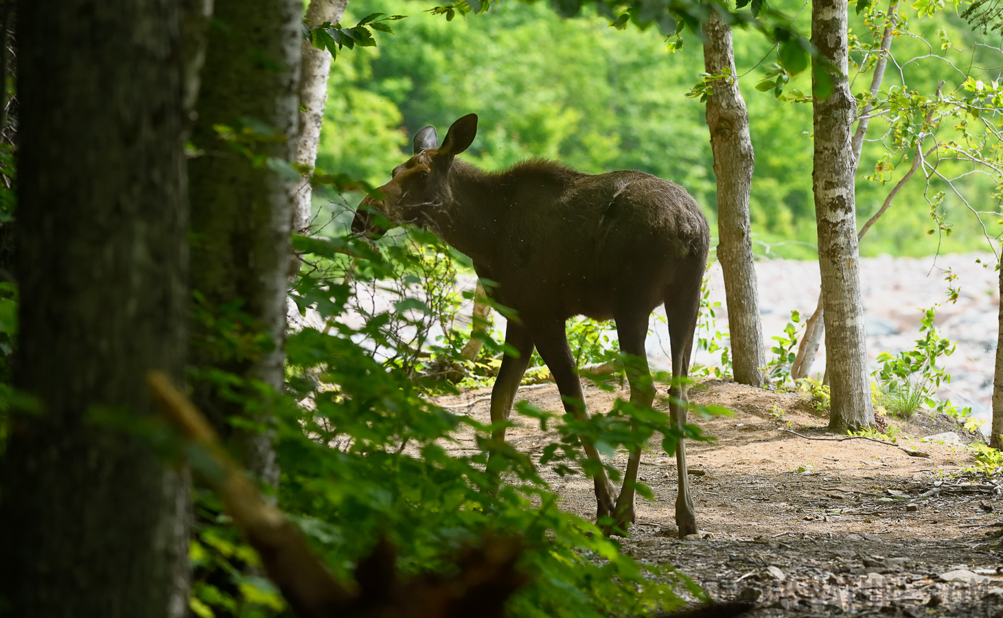 Alces alces americana [270 mm, 1/1250 Sek. bei f / 7.1, ISO 2000]